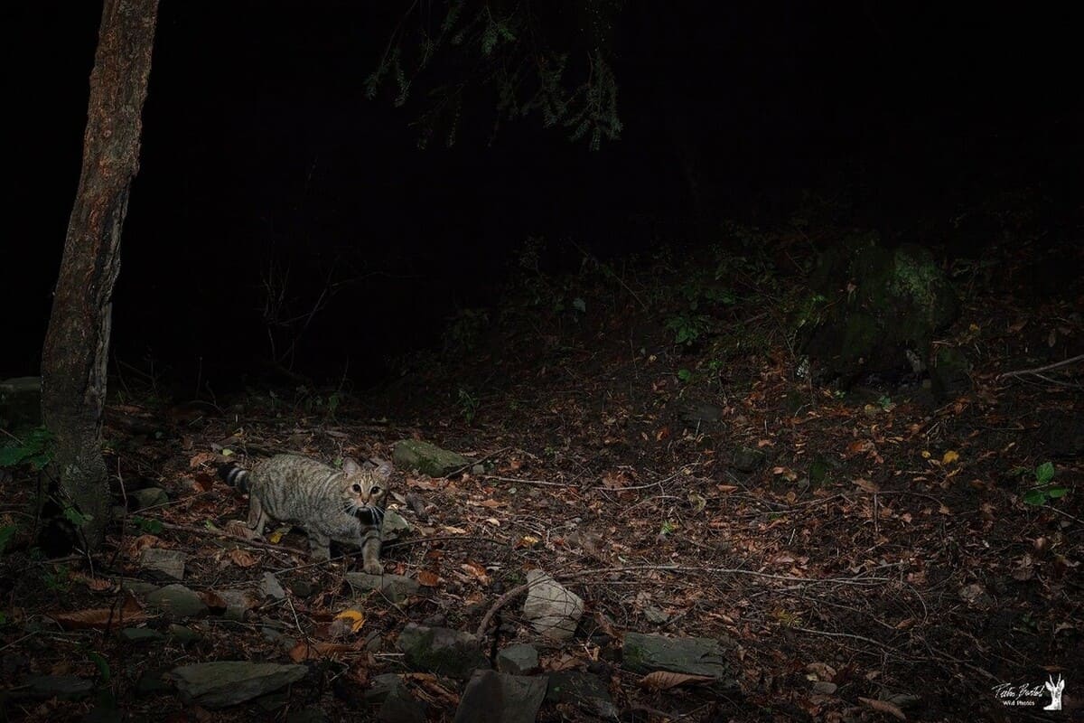 Европейская лесная кошка / © Vladimir Cech