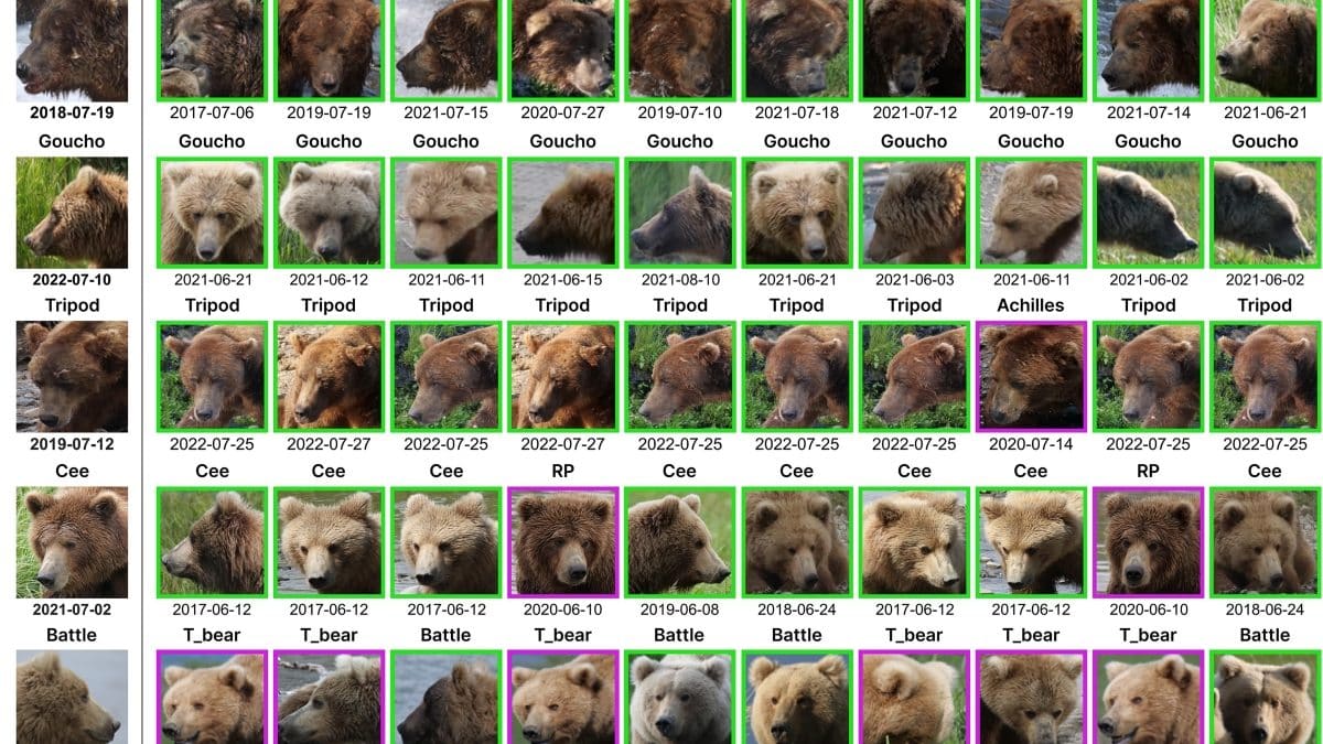 Ученые с помощью ИИ составили фотокартотеку аляскинских медведей