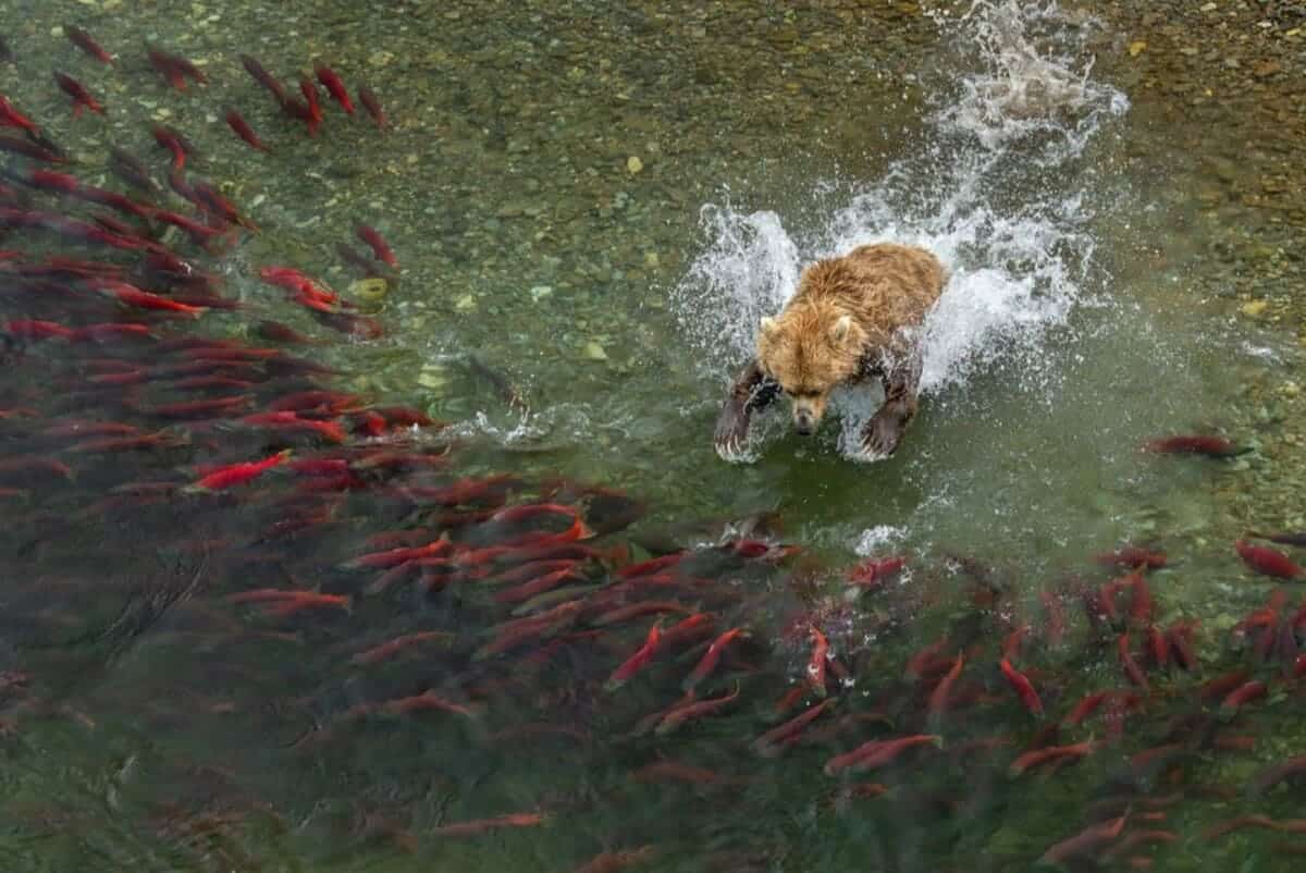 Финалист конкурса в категории портфолио «Дикие животные, природа, подводный мир» / © Javier Herranz Casellas