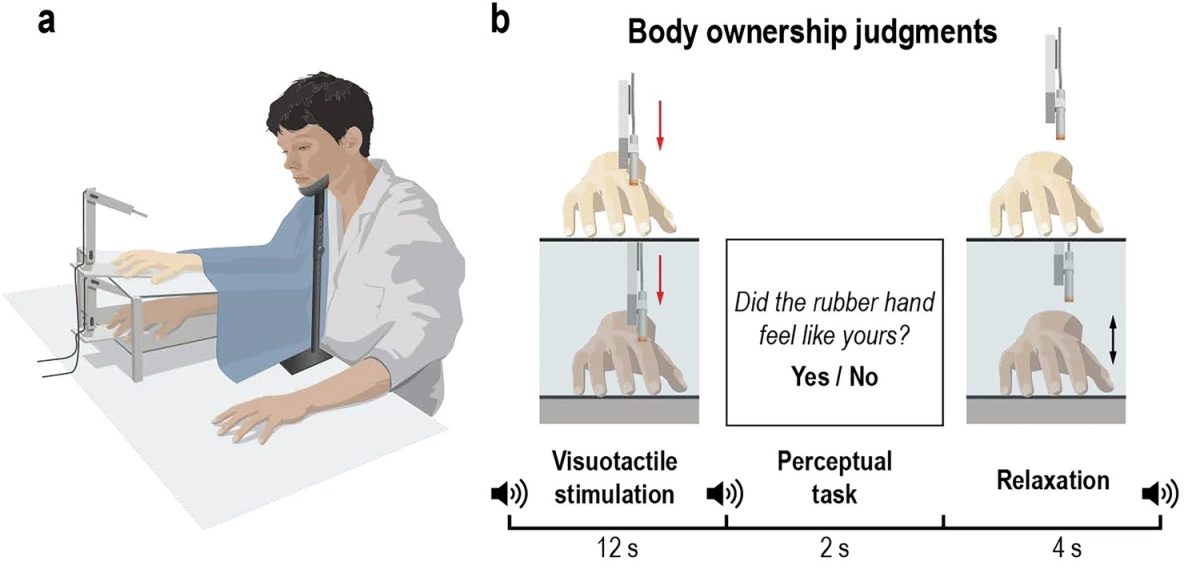 Ученые изменили альфа-волны мозга человека, чтобы управлять его восприятием своего тела