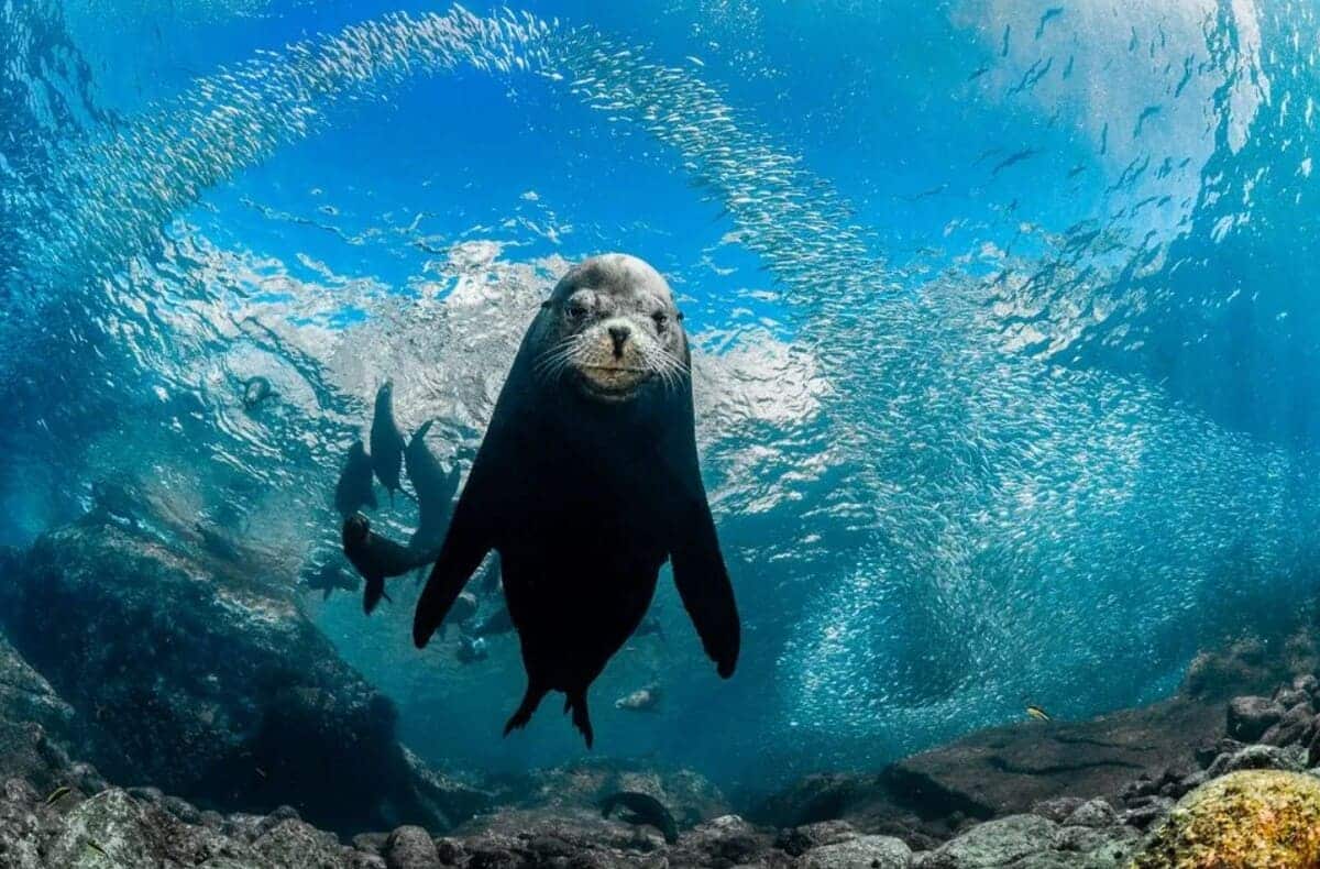 Финалист конкурса в категории портфолио «Дикие животные, природа, подводный мир» / © Charlie Wemyss-Dunn