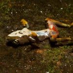 Международная торговля лягушками привела к распространению смертельно опасного грибка