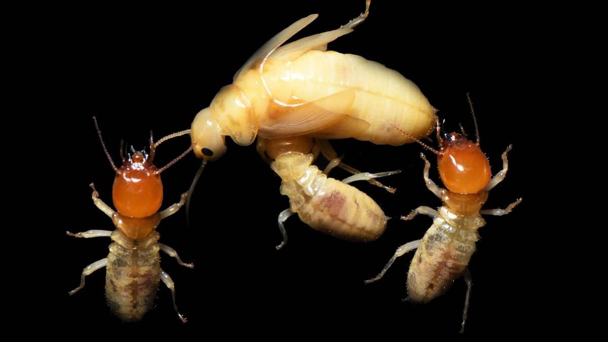 Моногамия и скудная пища сделали термитов социальными насекомыми