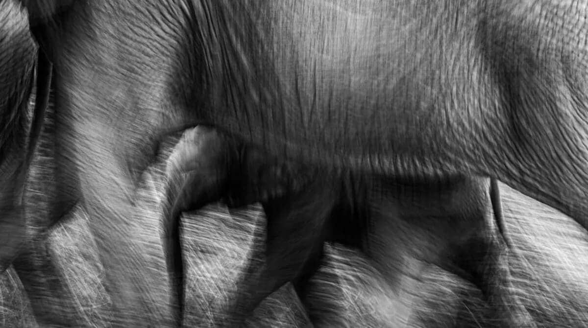 Финалист конкурса в категории портфолио «Дикие животные, природа, подводный мир» / © Ponlawat Thaipinnarong