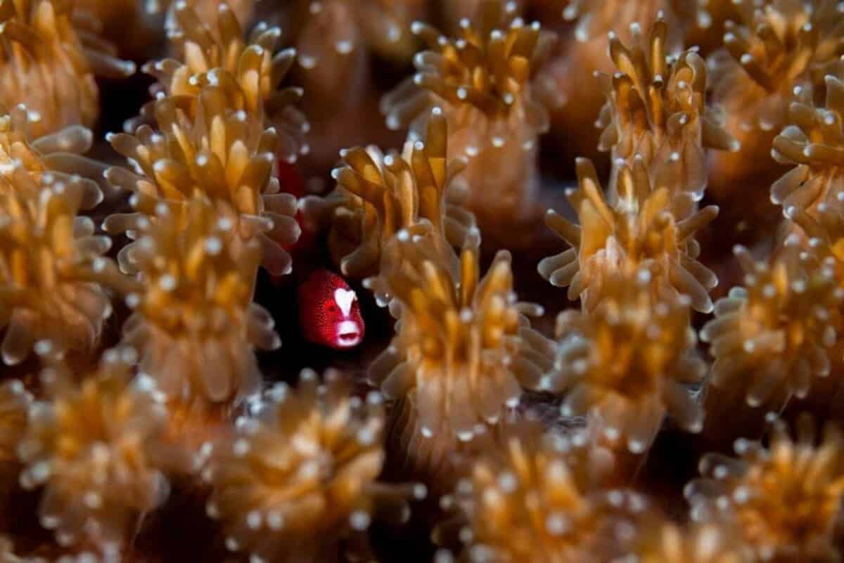 Победитель в номинации «Макросъемка» / © Daniel Sly