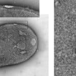 Микробы-симбионты научились делать инъекции клеткам хозяина
