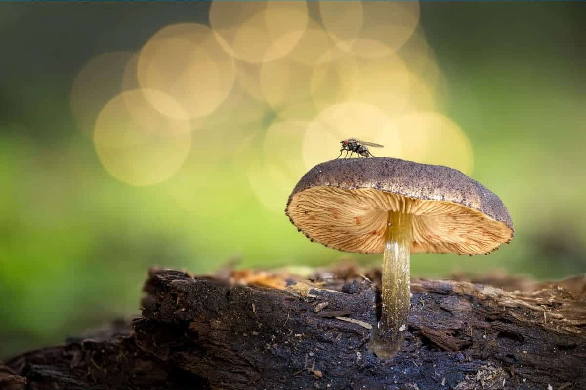 Победитель в номинации «Растения и грибы», «Миниатюрная встреча» / © Francisco Gamboa