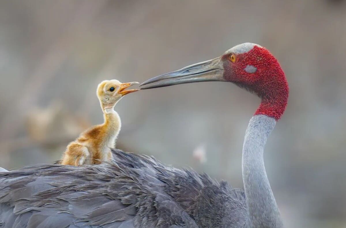 Финалист конкурса в категории портфолио «Дикие животные, природа, подводный мир» / © Yoshiki Nakamura