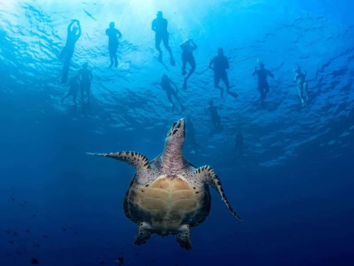 Победитель в номинации «Широкоугольная съемка компактной камерой» / © Haemi Cho