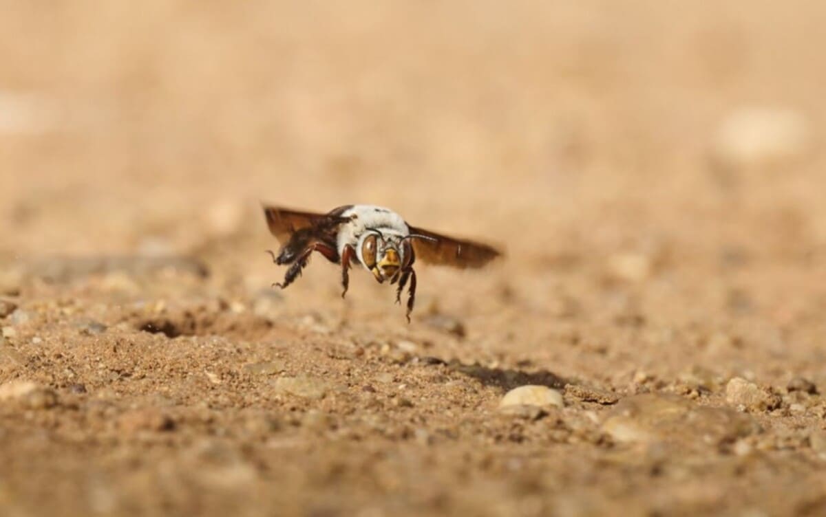 Финалист конкурса в категории портфолио «Дикие животные, природа, подводный мир» / © Emma Parker