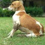 Злой голос хозяев ухудшил равновесие у собак