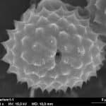 Ночное освещение в городах удлинило сезон аллергии и усилило ее тяжесть