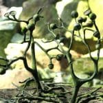 Жизненный цикл: «изобретение», определившее судьбу растений