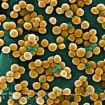 Ученые разработали пленки для защиты слизистых от инфекций