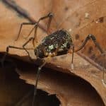 Ученые объяснили, как сенокосцы отличают своих от чужих