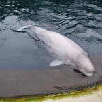 Обмен партнерами у белух на Аляске помог в выживании