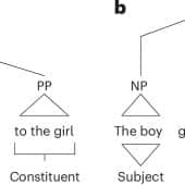 Лингвисты поставили под сомнение традиционные представления о грамматике человеческого языка, согласно которым он состоит из древовидных структур