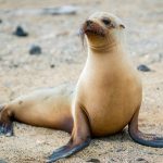 Галапагосские морские львы продолжили пить материнское молоко даже после взросления