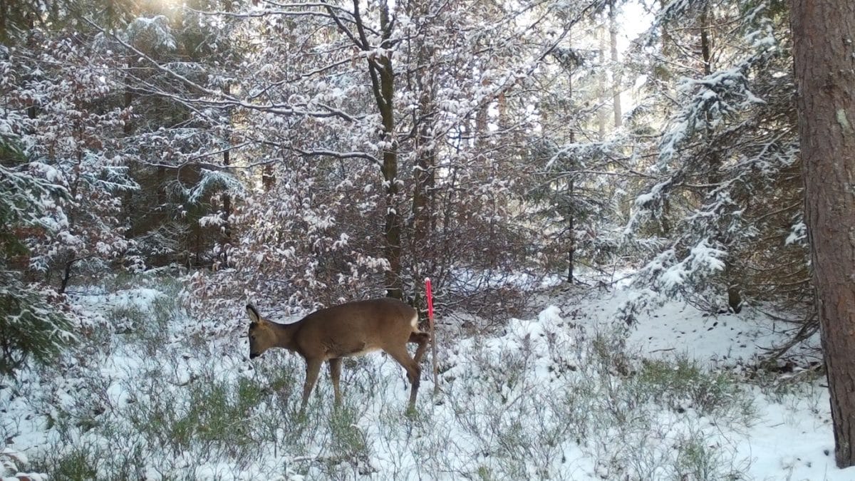 Рысья моча напугала оленей и защитила молодые деревья
