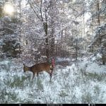 Рысья моча напугала оленей и защитила молодые деревья