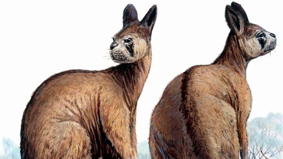 Древние кенгуру могли прыгать, несмотря на огромные размеры