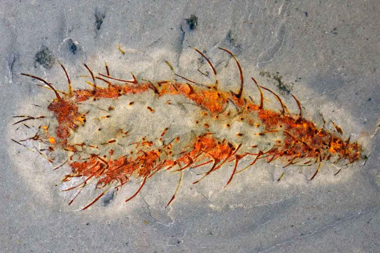 Кембрийское морское существо