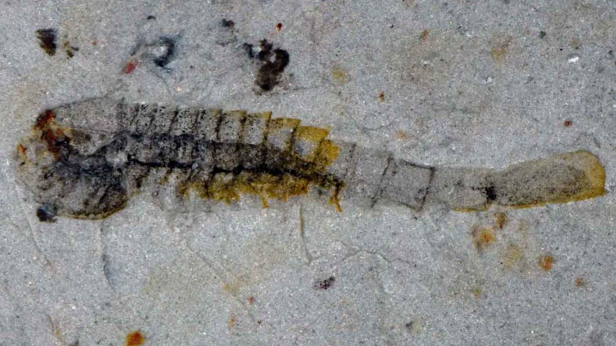 В Китае нашли следы морской экосистемы возрастом 512 миллионов лет