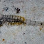 В Китае нашли следы морской экосистемы возрастом 512 миллионов лет