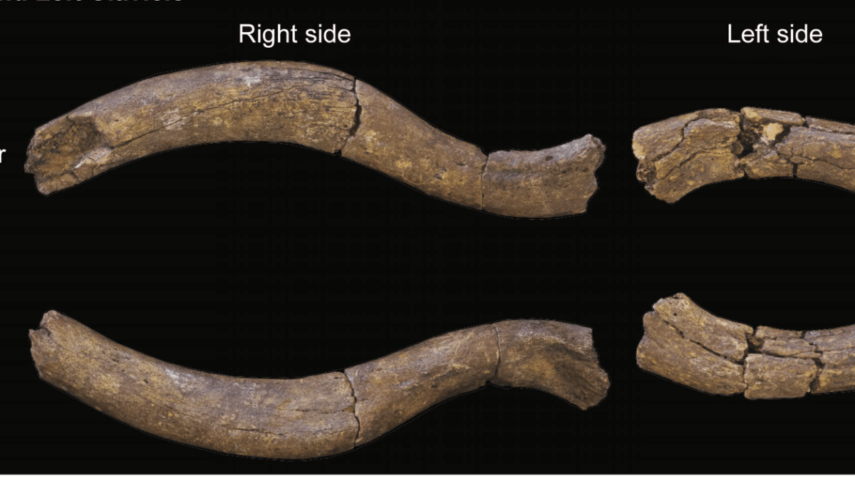 Ученые описали самый полный скелет человека умелого