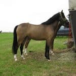 Лошади распознали страх человека по запаху