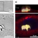 Ученые впервые напечатали 3D-объекты внутри живых клеток