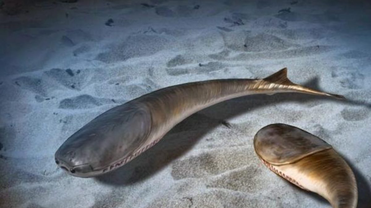 Рыбы захватили Мировой океан только благодаря массовому вымиранию