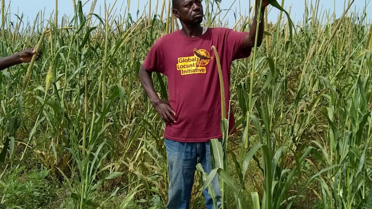 Полевой эксперимент показал простой способ защитить урожай от саранчи