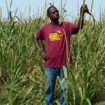 Полевой эксперимент показал простой способ защитить урожай от саранчи