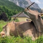 Австрийская корова научилась использовать многоцелевые орудия