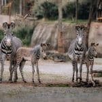 Биологи считают, что животным в зоопарках слишком хорошо