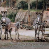 Один из видов под риском вымирания, Зебра Греви (Equus grevyi) в Цюрихском Зоопарке / © Tim Benz/Zoo Zürich