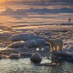 Исчезновение морского льда на Шпицбергене не помешало белым медведям растолстеть