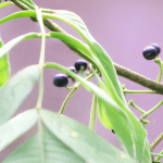 Тропический овощ обманул птиц поддельными ягодами