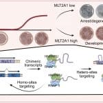 Древние вирусы в ДНК человека оказались ускорителями раннего развития эмбриона