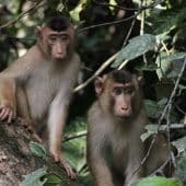Гомосексуальное поведение приматов могло быть механизмом приспособления к условиям окружающей среды