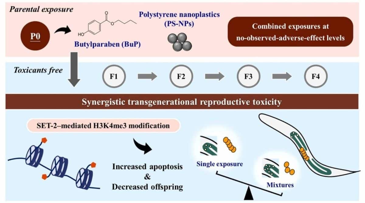 Безопасные химические вещества «встретились» в организме и стали опасными