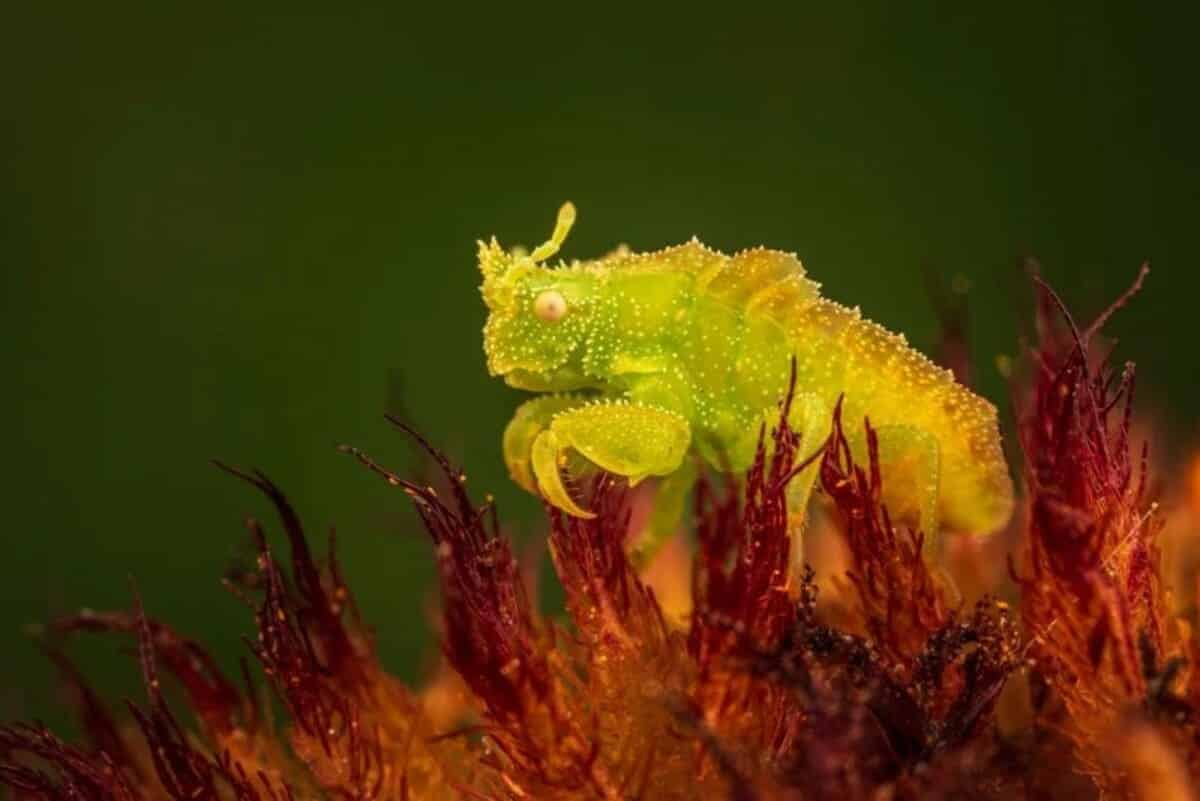 Личинка клопа‑охотника неподвижно замерла в цветке, поджидая, когда добыча окажется в пределах досягаемости / © Joseph Ferraro