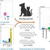 кошки и собаки