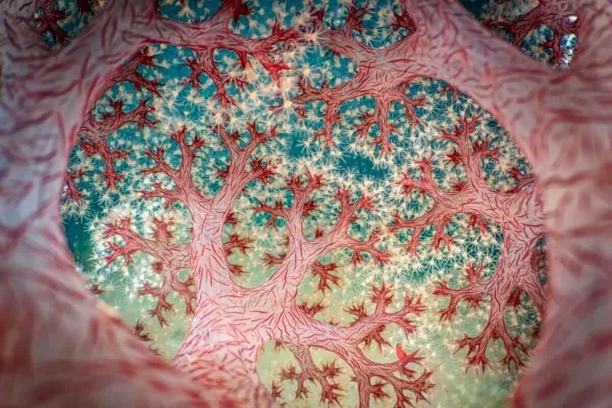 Первое место в номинации «Подводный мир» и «Фотограф года», мягкий коралл цветная капуста (Dendronephthya sp.) / © Ross Gudgeon