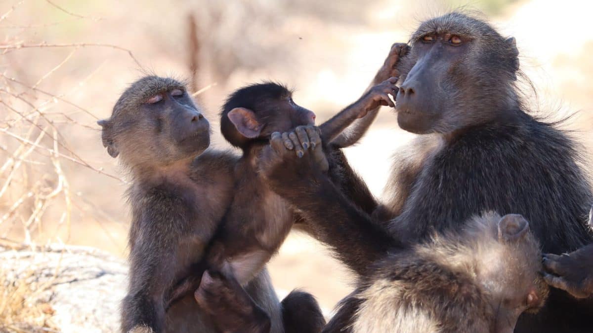 Дикие павианы испытали ревность, как и люди