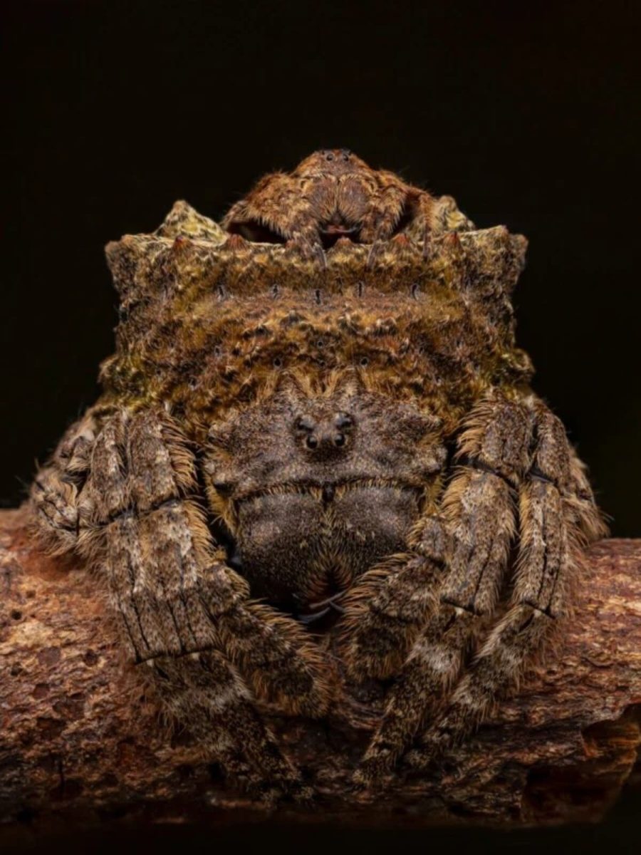 Крошечный самец сидит на брюшке хорошо замаскированной самки Caerostris, ожидая, когда она будет готова к спариванию / © Artur Tomaszek