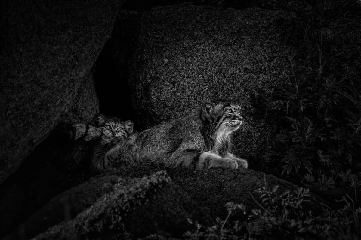 Финалист конкурса / © Elizabeth Yicheng Shen