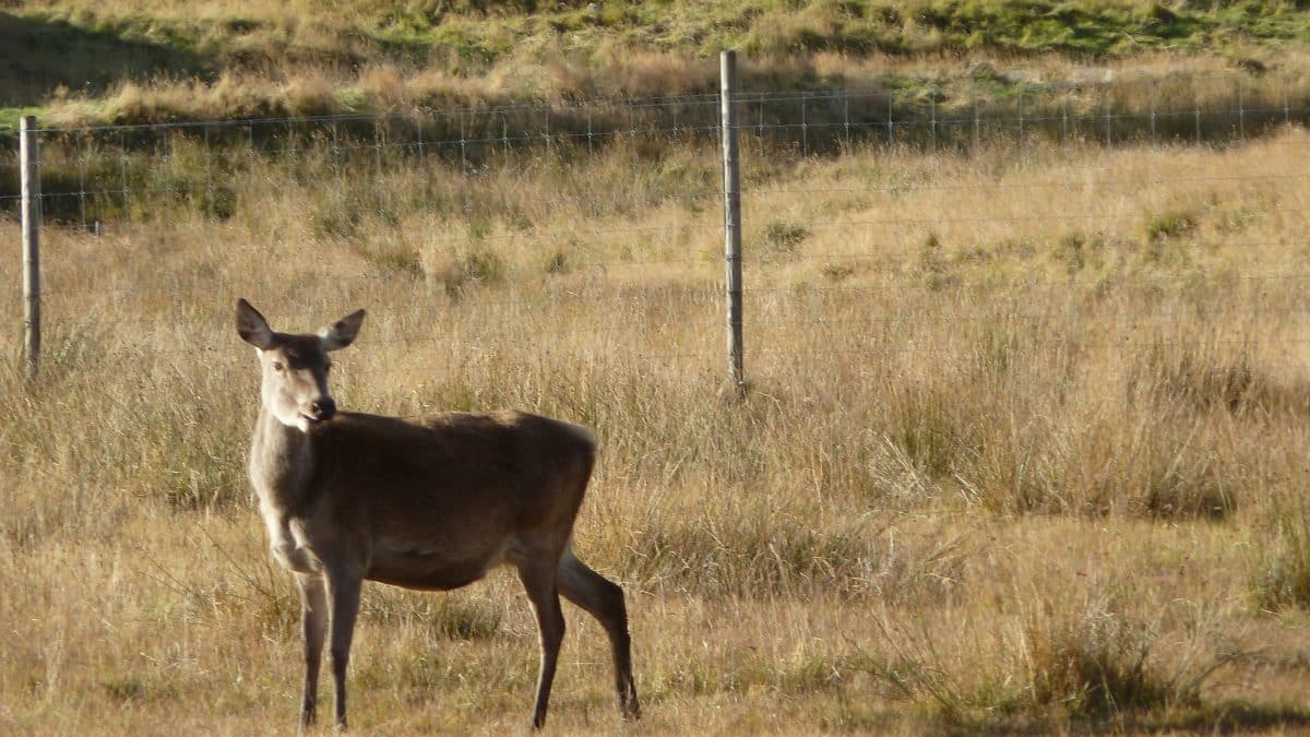 Женская дружба помогла самкам оленей в выживании