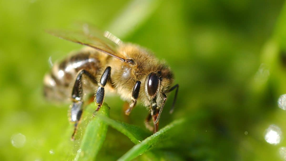 Пчелы запомнили ориентиры, чтобы летать за едой по точным индивидуальным траекториям